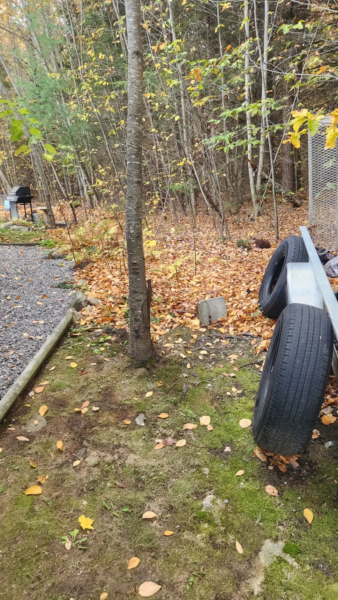 Got to clean up some leaves.