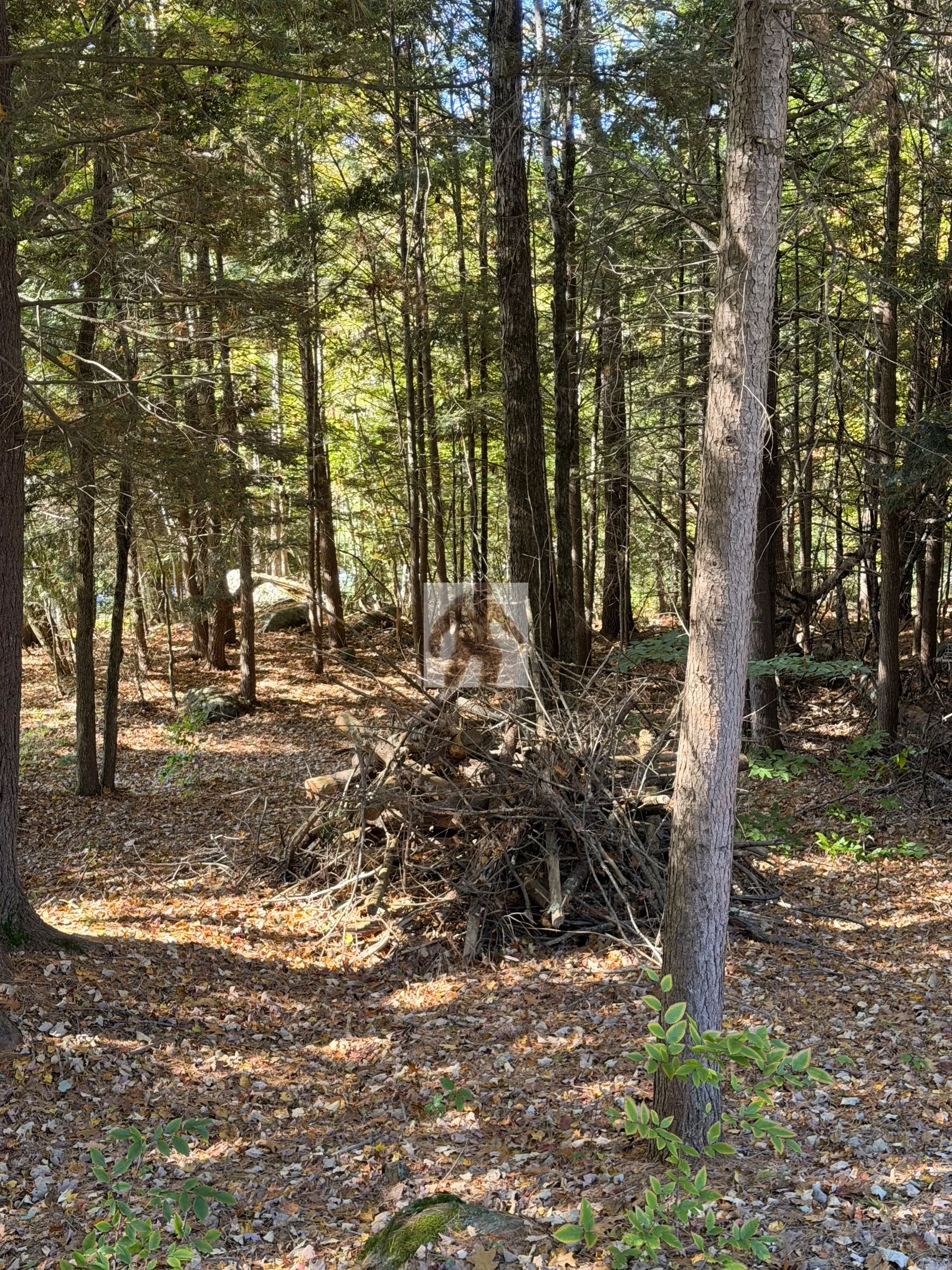 Brush pile cleanup in Bow, NH