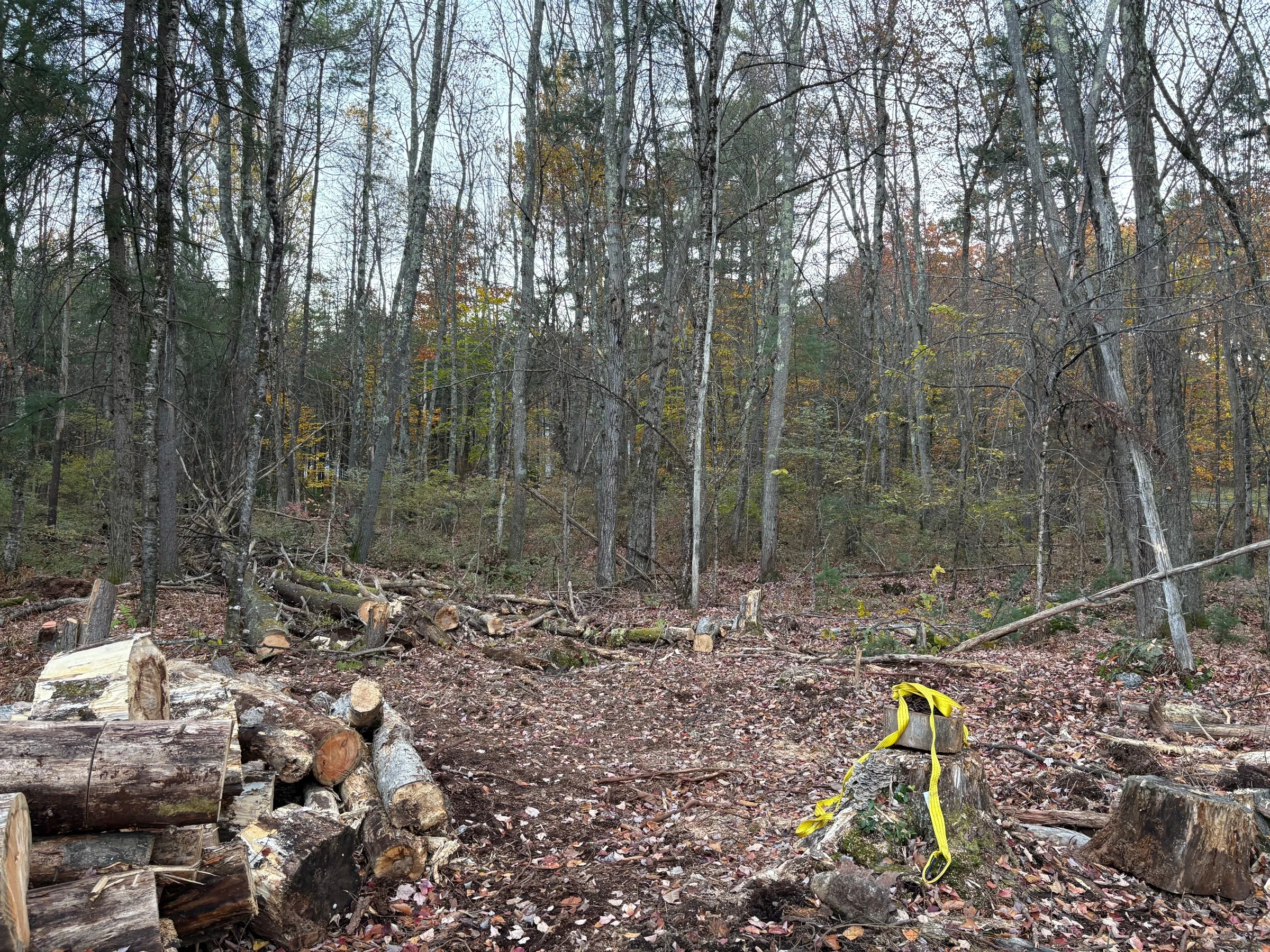 Clear property about 2.5 months ago. Came out nice. Many cut trees that have been down for years. Needed a machine in there to get it all out.